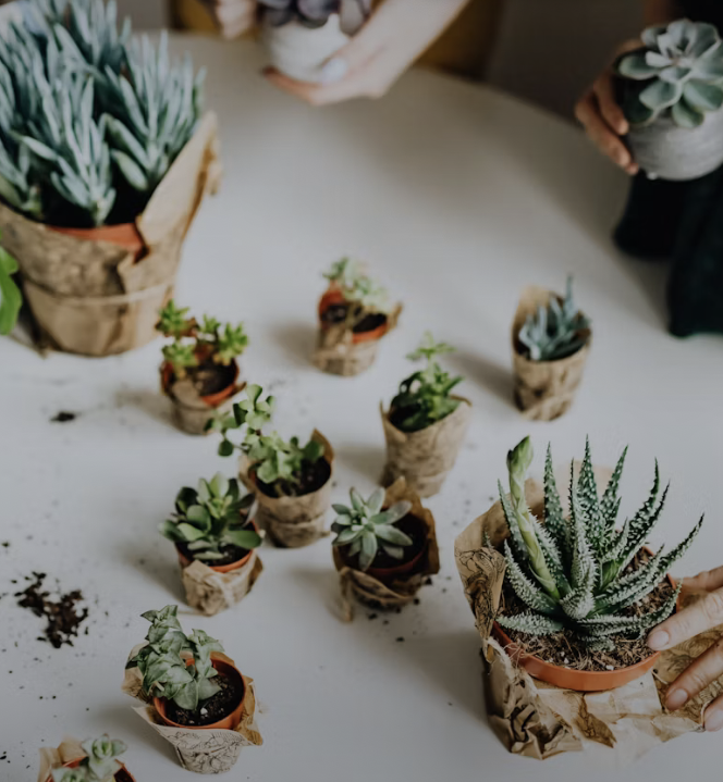 Caring for Your Succulent