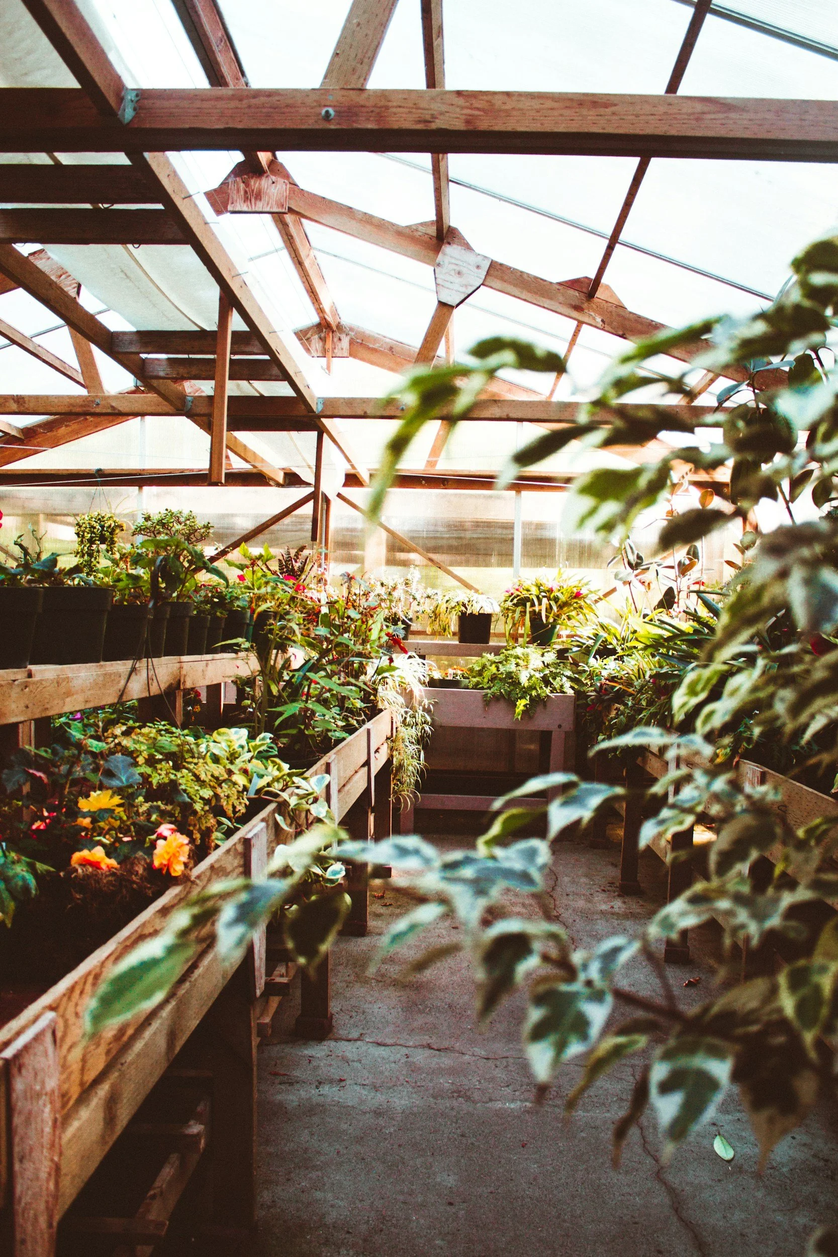 Why Choose Plants?