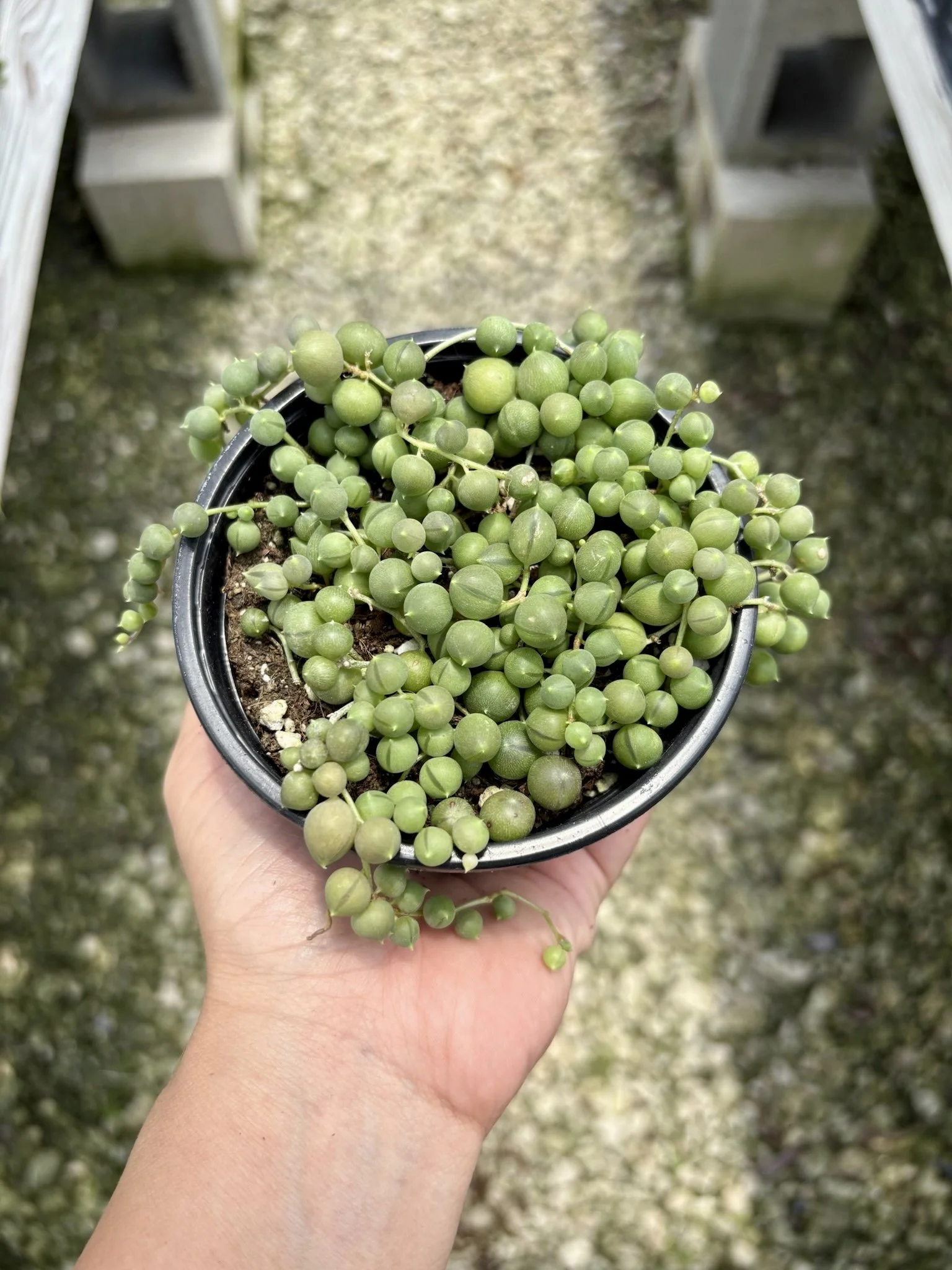 The String of Pearls