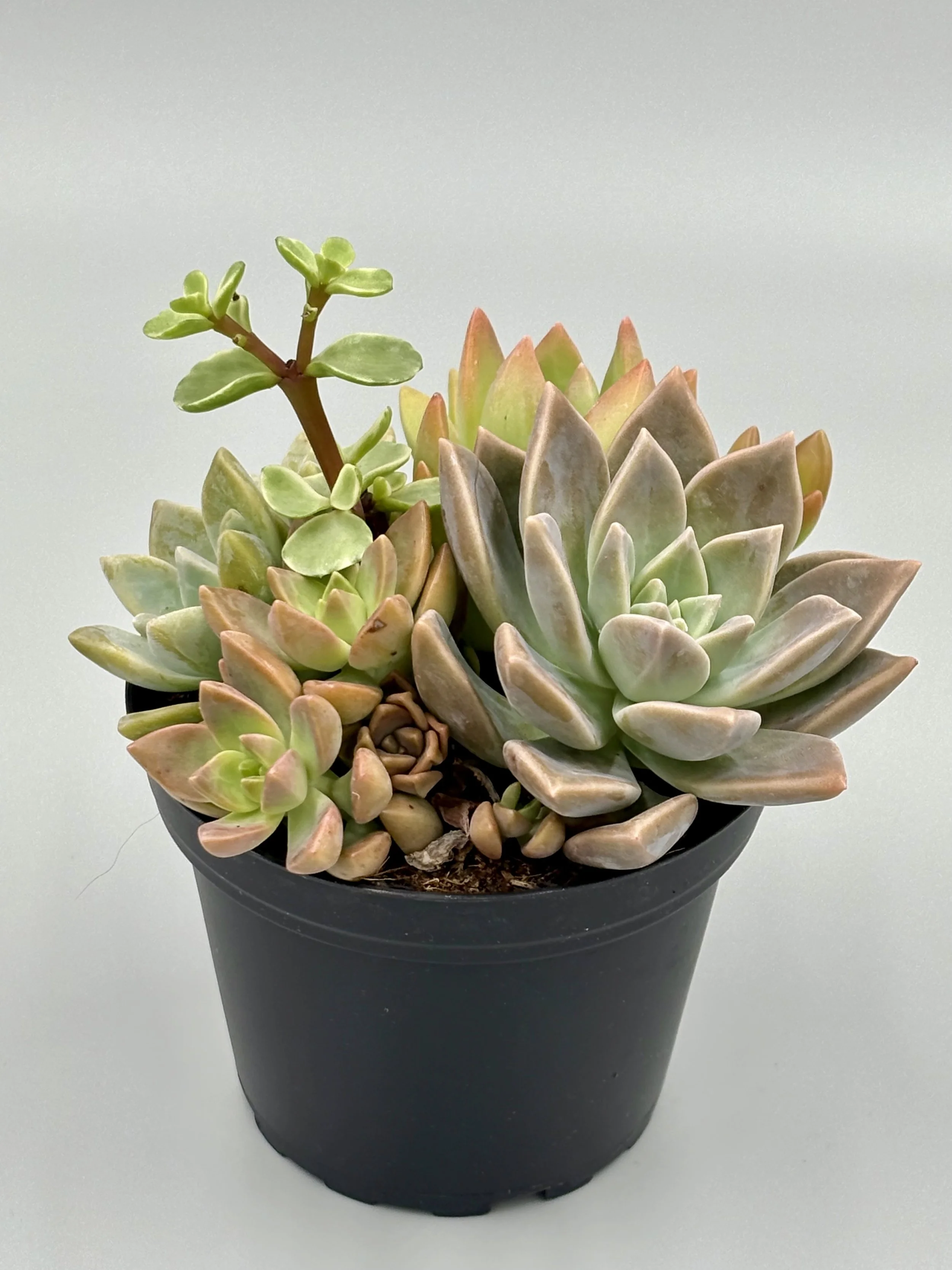 Mix Succulent