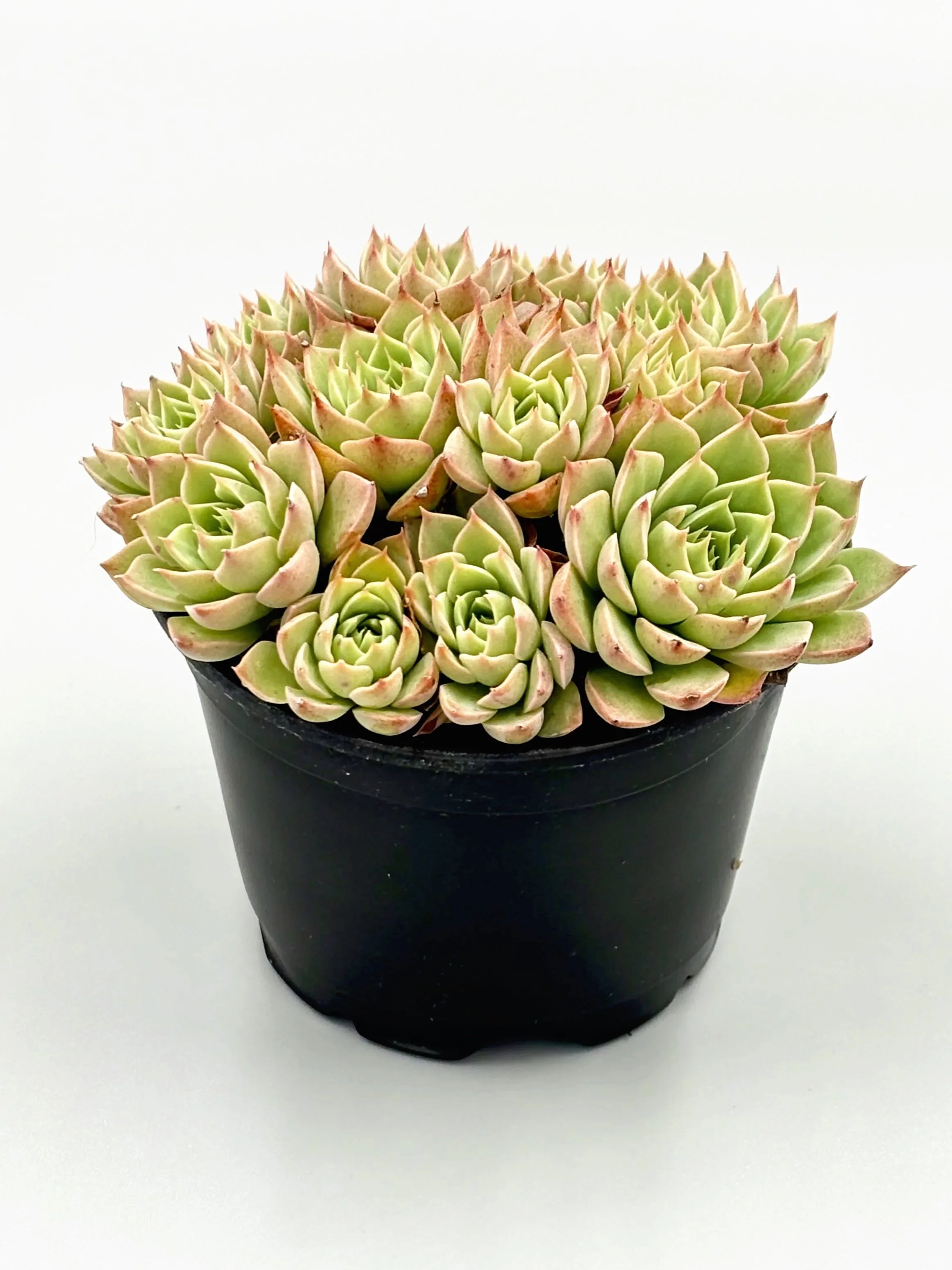 Echeveria
