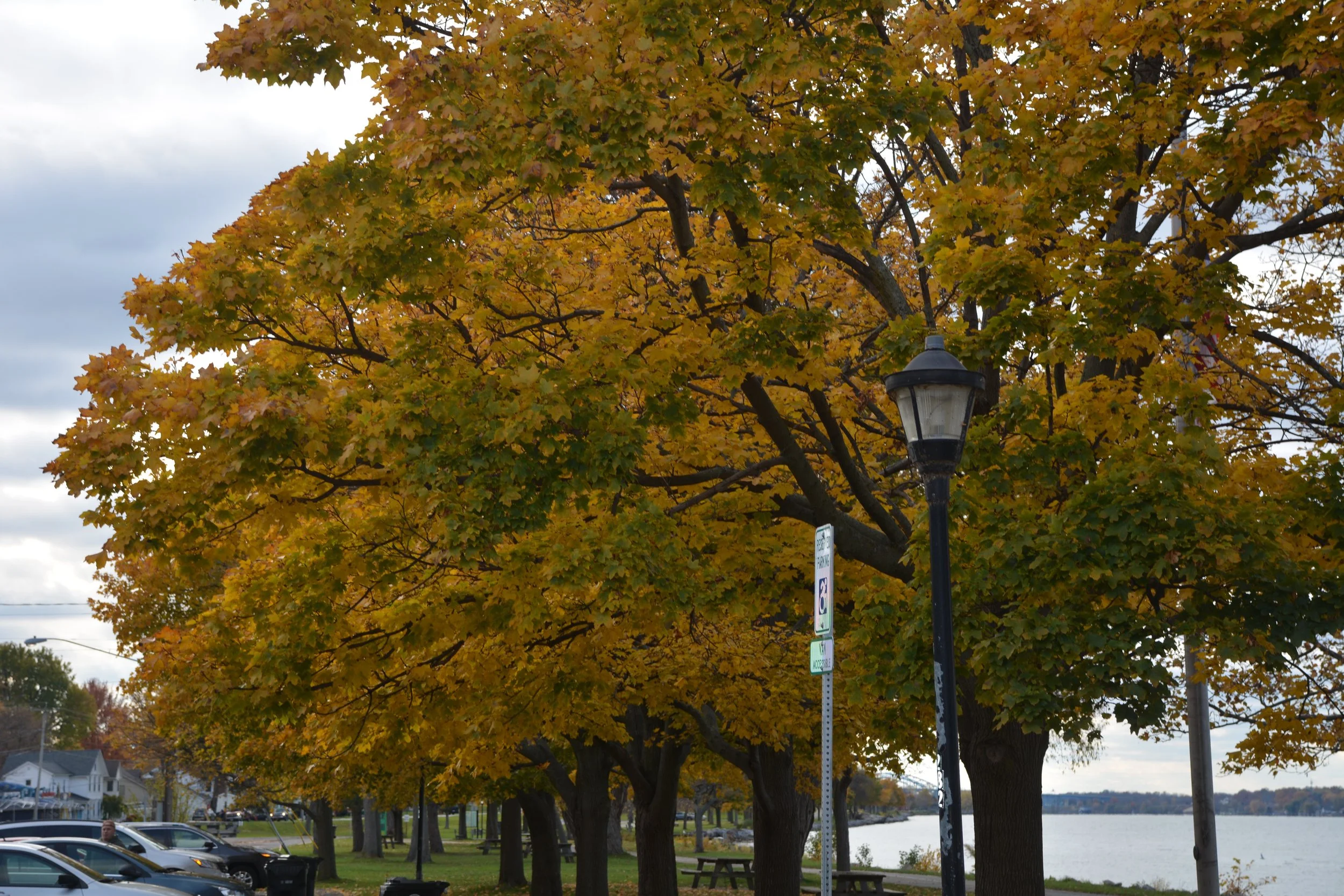 Niawanda Fall