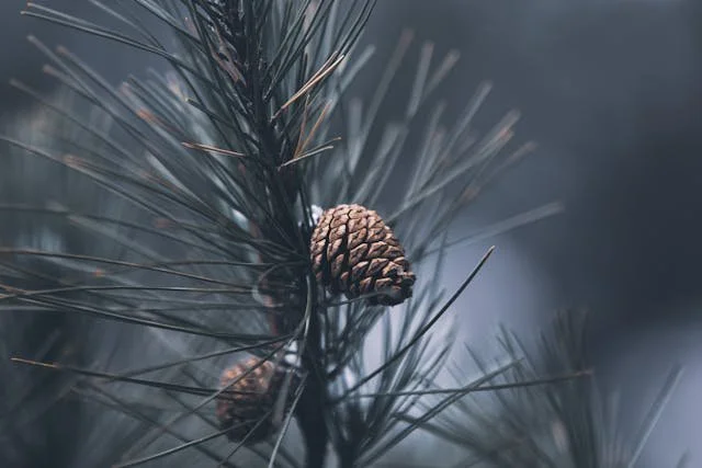 pine needles and cones