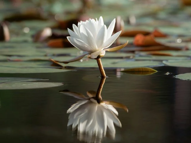 flower emerging from water