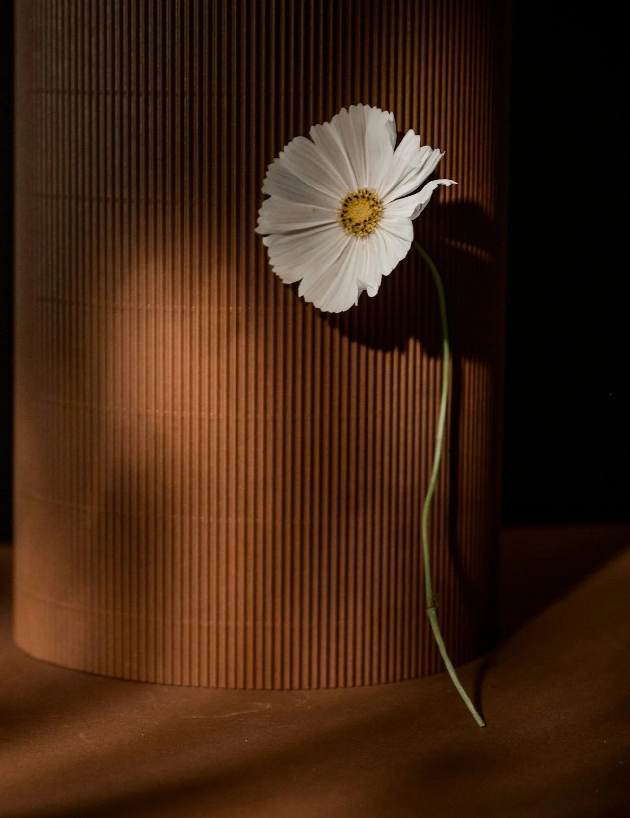 Flower with white petals and yellow center