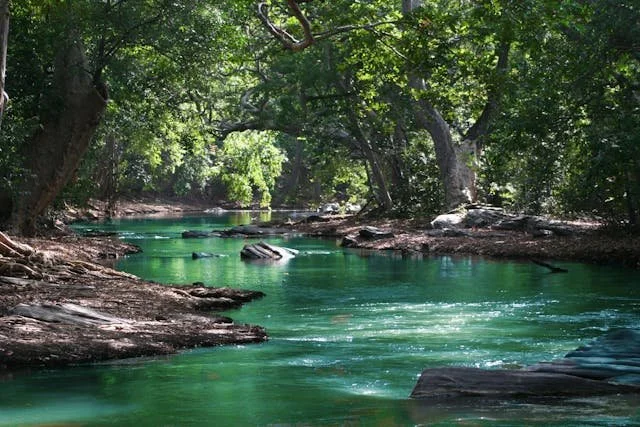 river through the woods