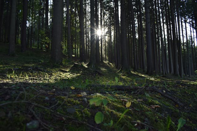 Wooded area with sun shining through
