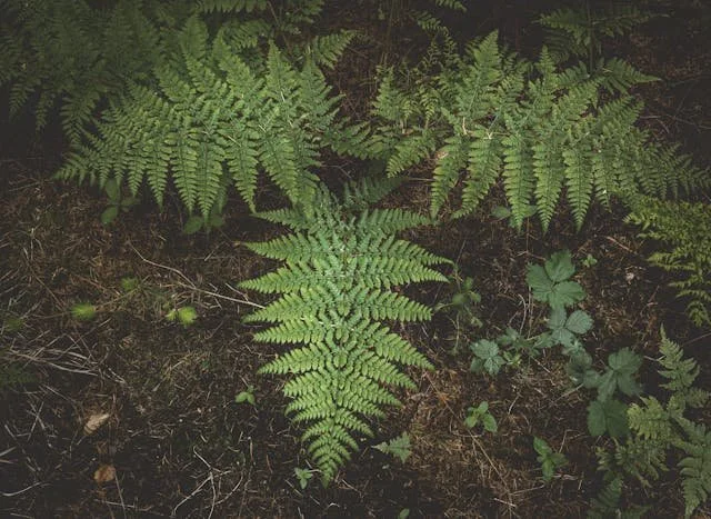 ferns