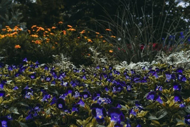 violets