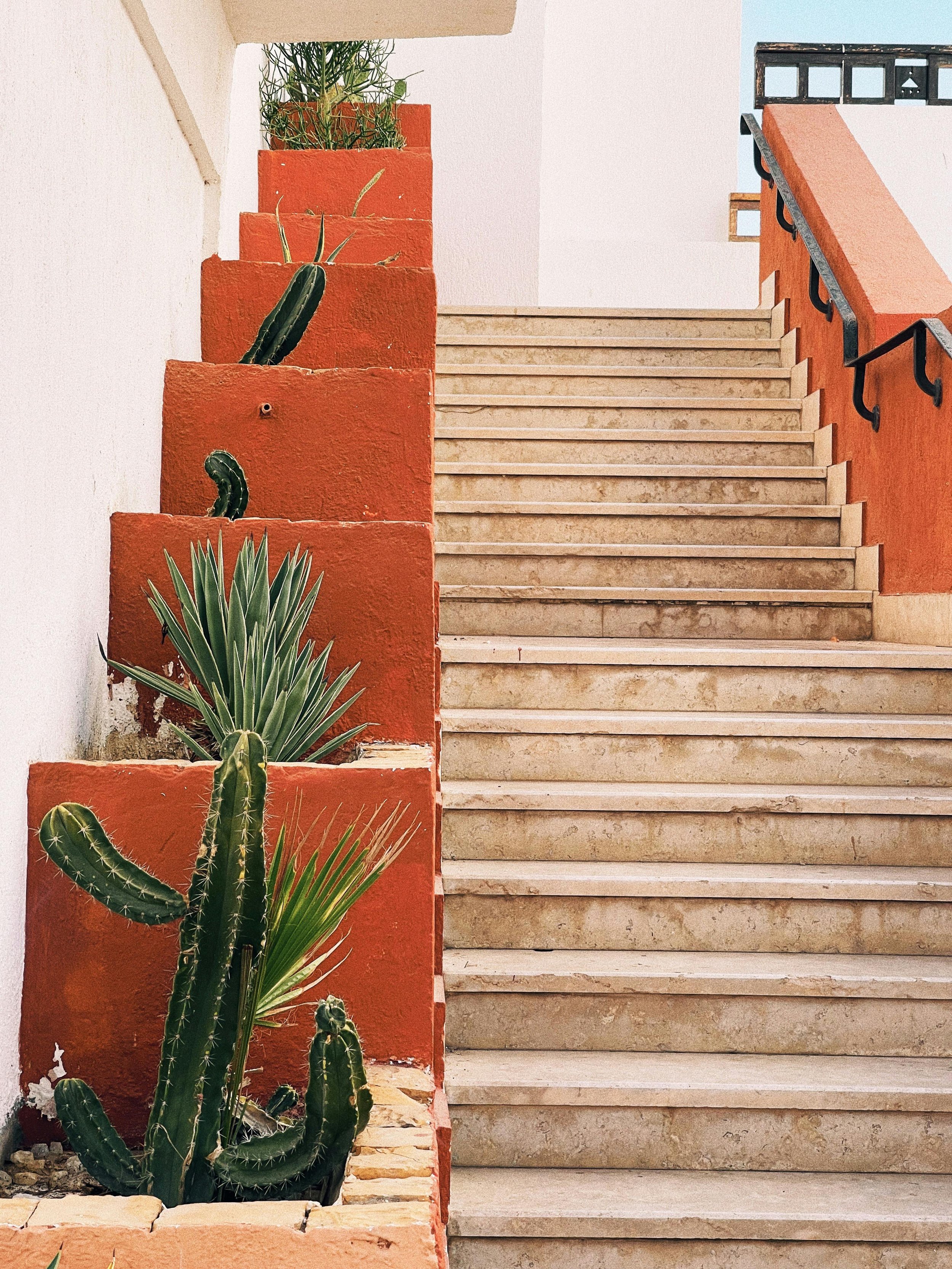 A staircase with marble steps and orange walls, with rectangular planters containing green cacti and succulents on the left side.
