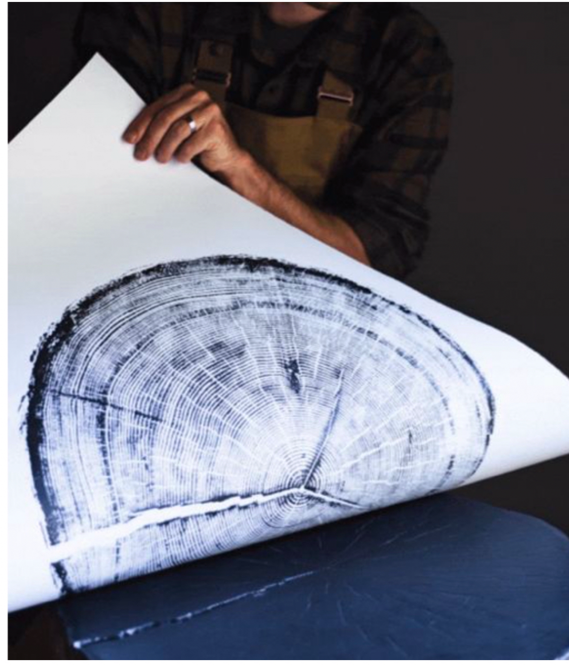 Person wearing a plaid shirt and apron showing a large print of tree rings in a cross-section of a tree trunk.