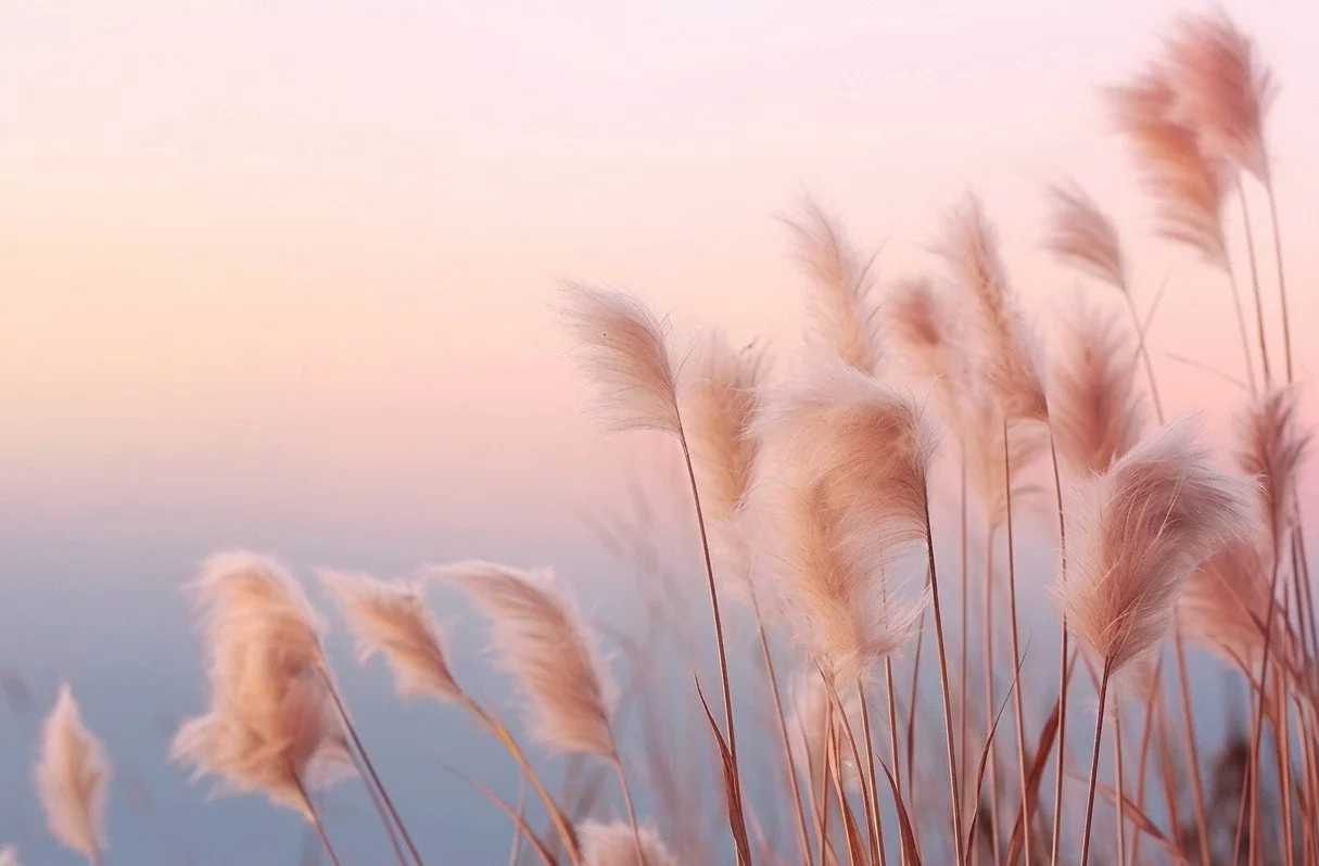 Soft pink and beige pampas grass in a field during sunrise or sunset with a blurred sky in the background.