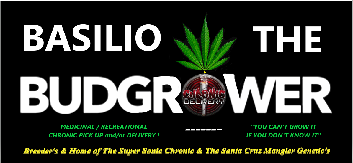 Basilio the budgrower1.png