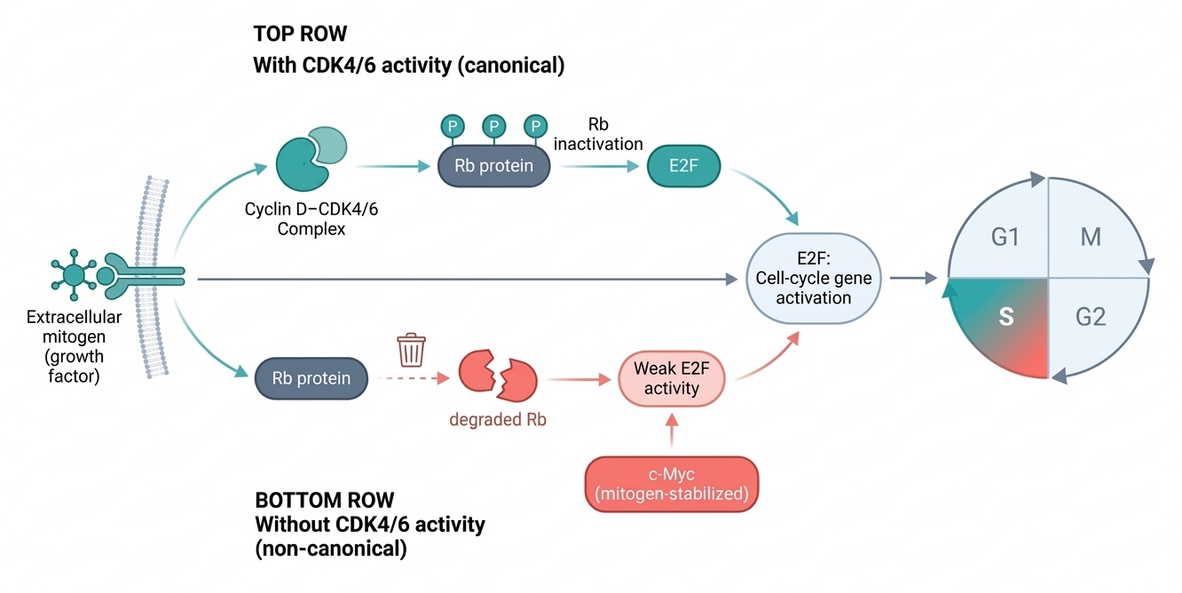 Diagram showing cell cycle regulation by extracellular mitogen, illustrating the canonical process with CDK4/6 activity and the non-canonical process without CDK4/6, highlighting Rb protein phosphorylation, cell-cycle gene activation, and implications for G1, S, G2, and M phases.