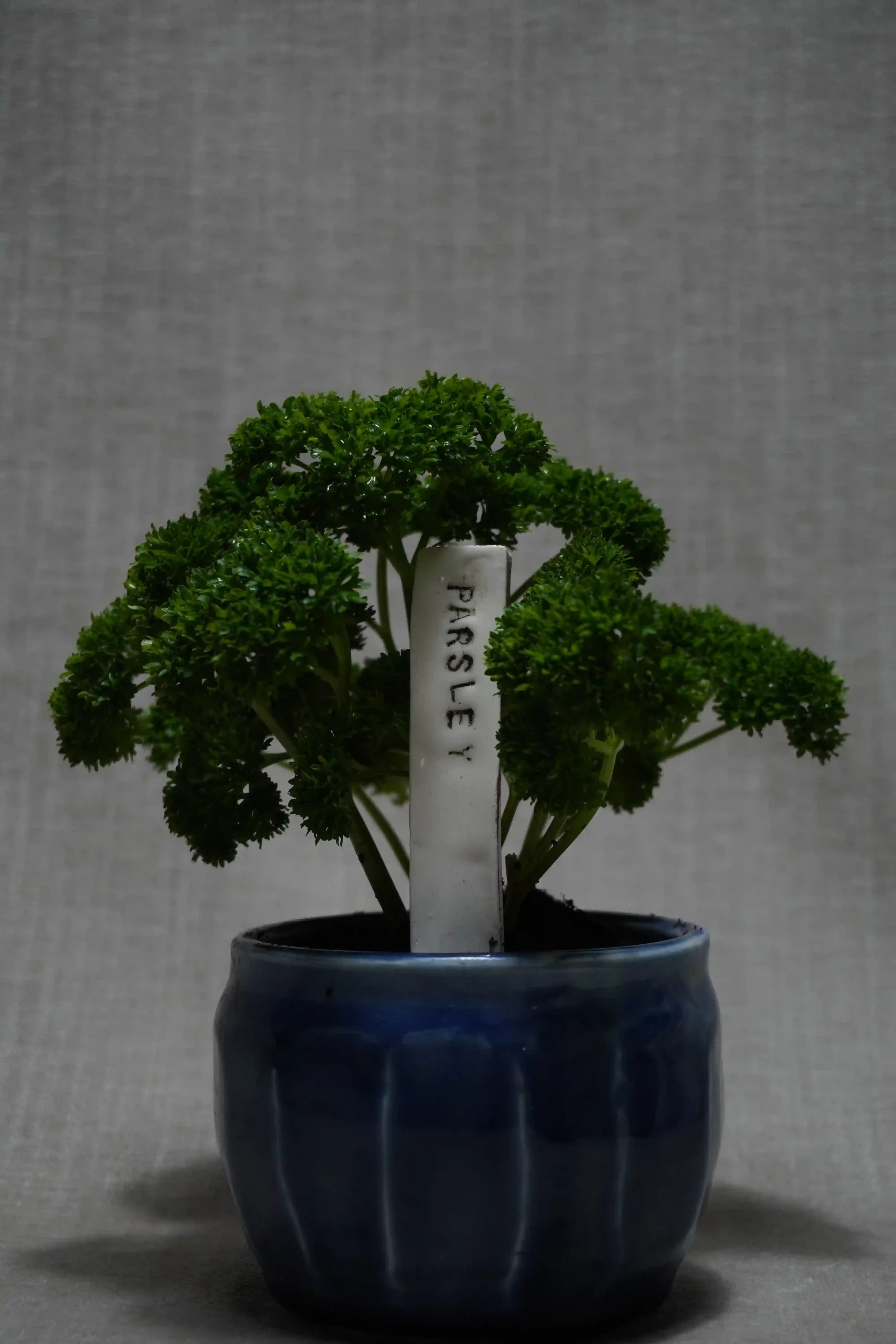 Small potted parsley plant with curly green leaves in a dark blue pot and a handmade ceramic plant label.