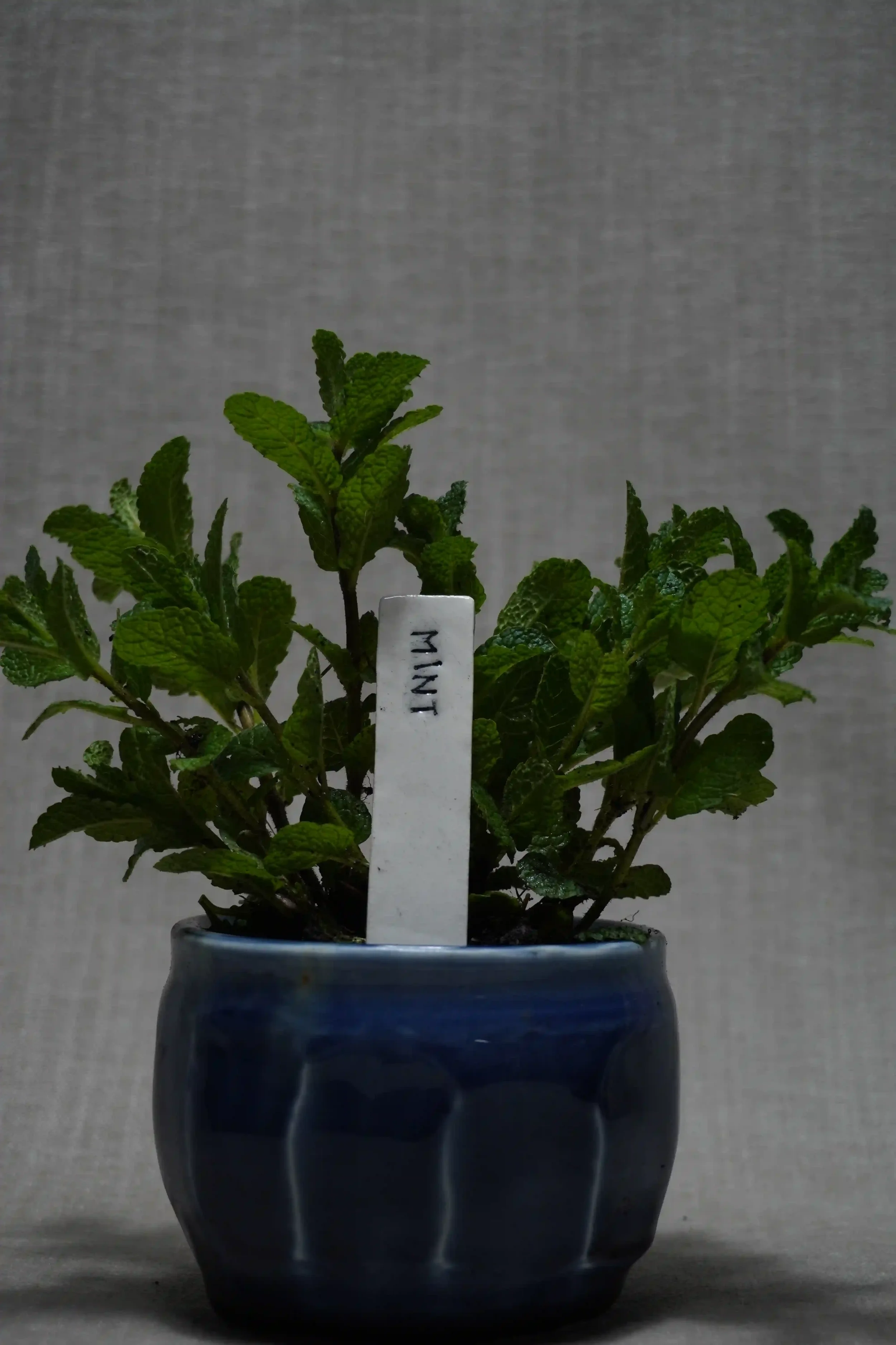 A Ceramic plant label in a potted mint plant with green leaves in a blue ceramic pot.