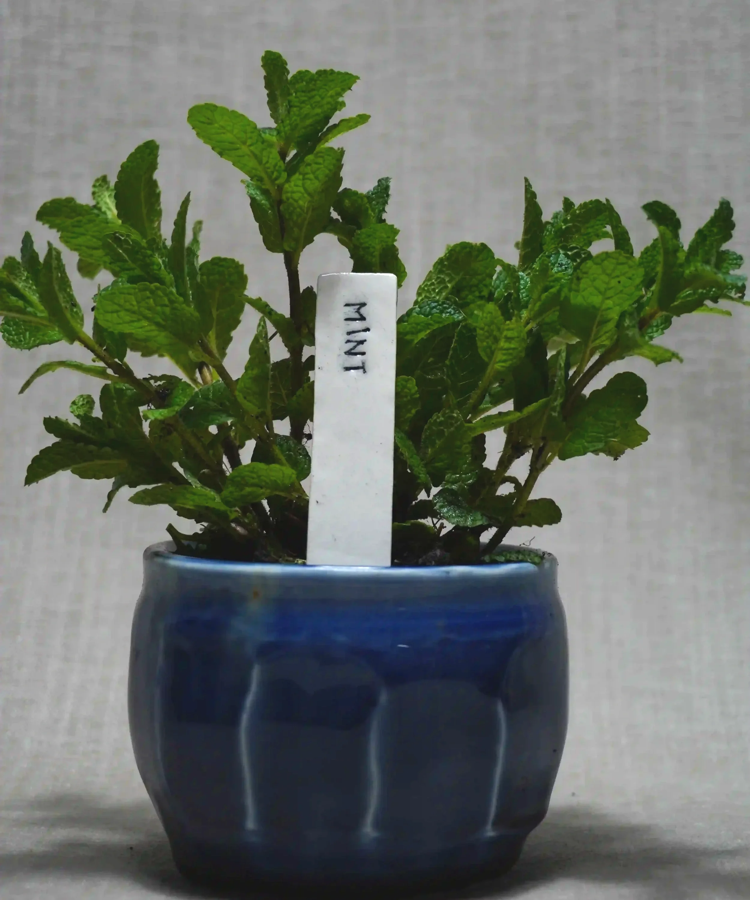 A potted mint plant with green leaves in a blue pot with a hand-made ceramic plant label, placed on a flat surface against a neutral background.