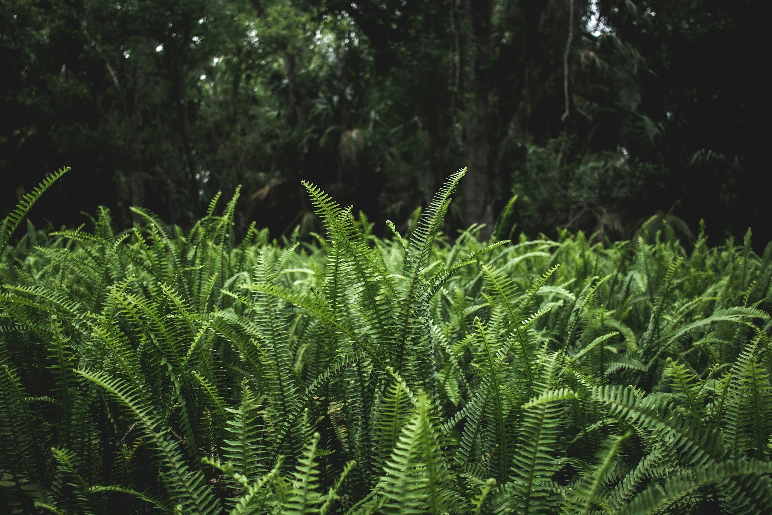 Dense green ferns in the foreground with a dark, lush forest background.