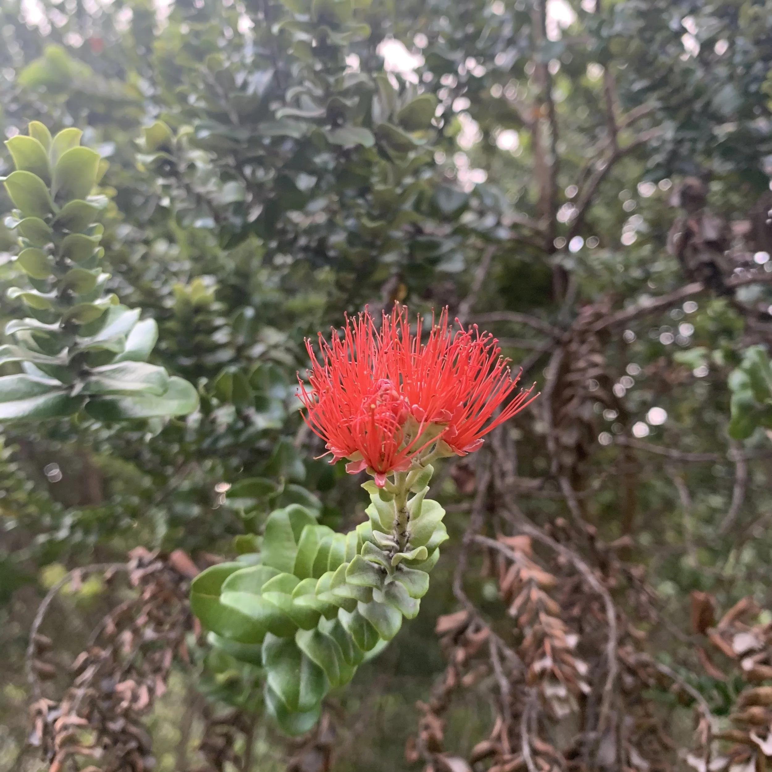 Close-up of a bright red flower with multiple long, thin petals, set against a background of green leaves and blurred foliage.