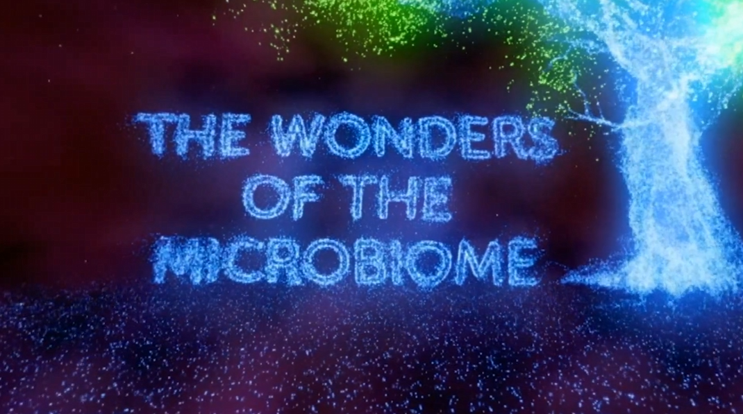 Wonders.png