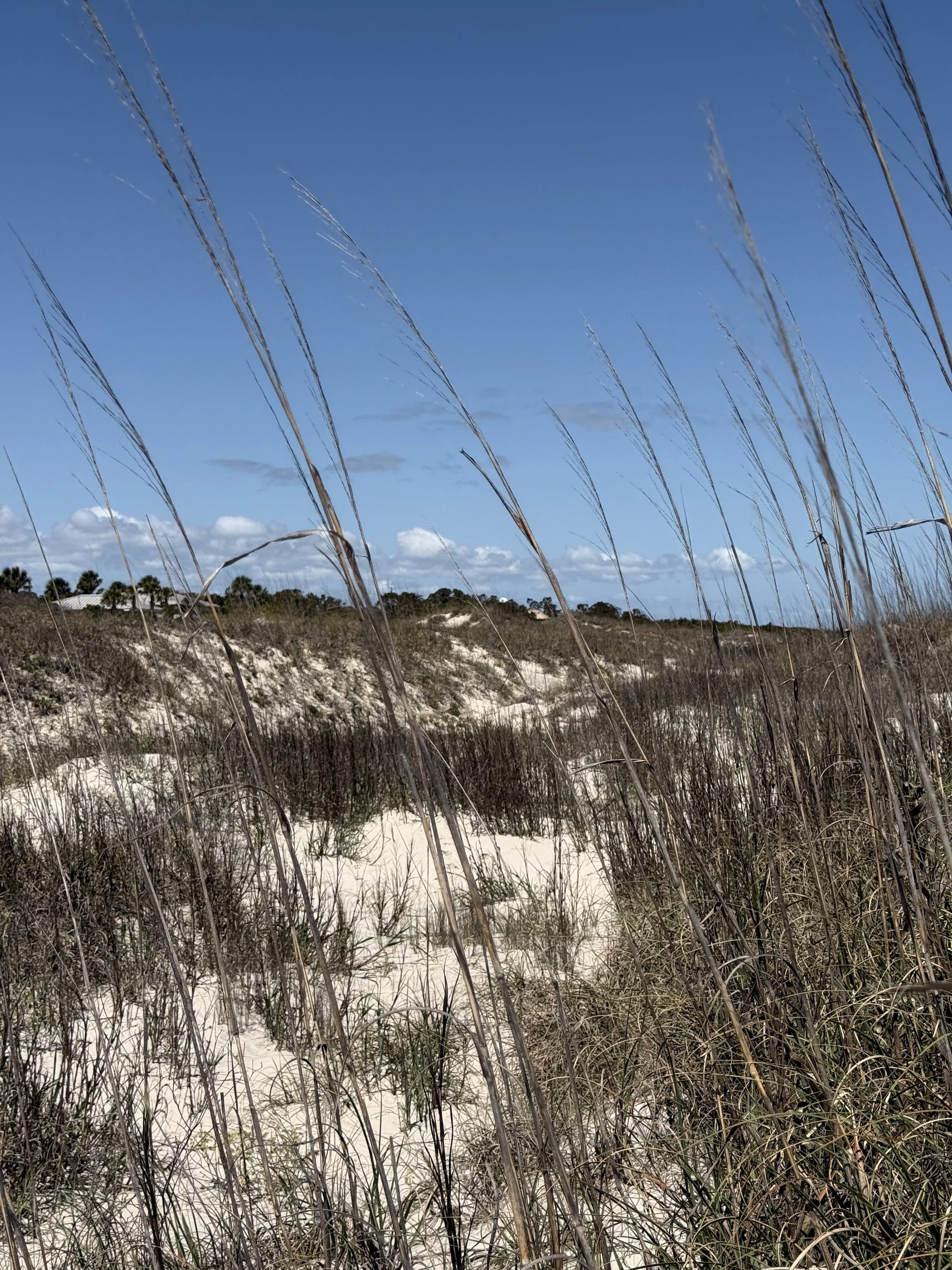 Tall dry grasses on a sandy dune landscape under a blue sky with white clouds.