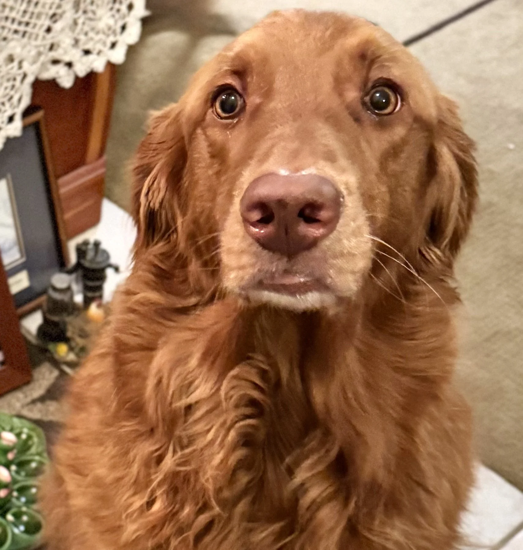 Daisy - Brand Ambassador