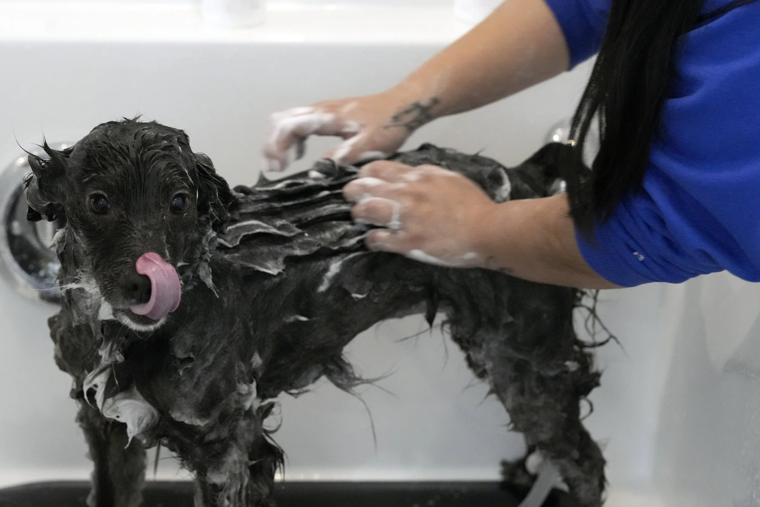 Dog getting full service bath at Moondog Groomery