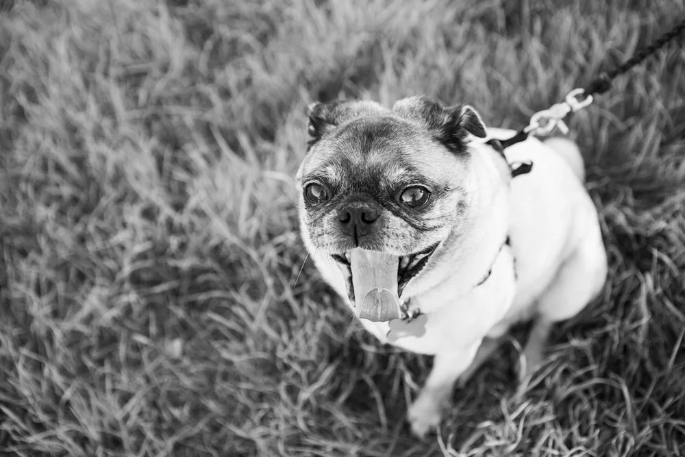 East-Bay-Area-Family-Pet-Portrait-Photographer-Walnut-Creek-11.jpg