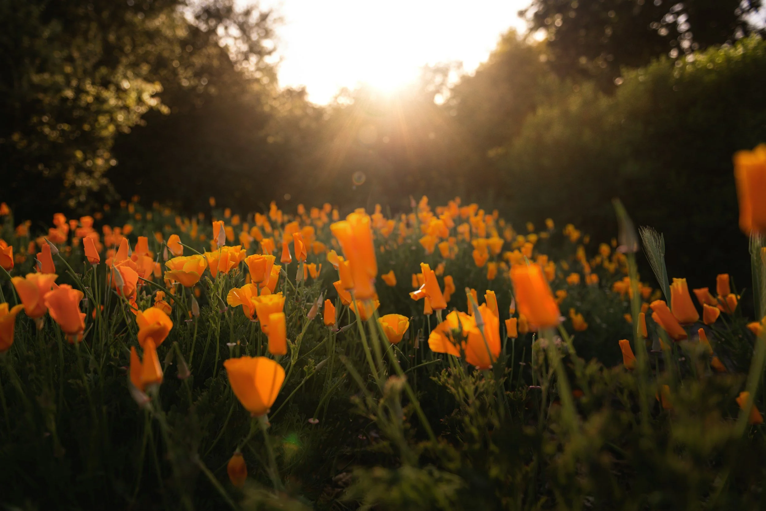 Sunset over a field of bright orange poppy flowers with trees in the background.