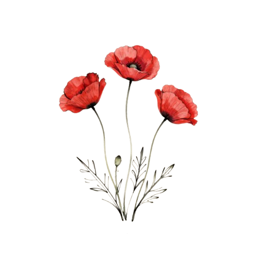 Drawing of three red poppy flowers with gray leaves and stems.