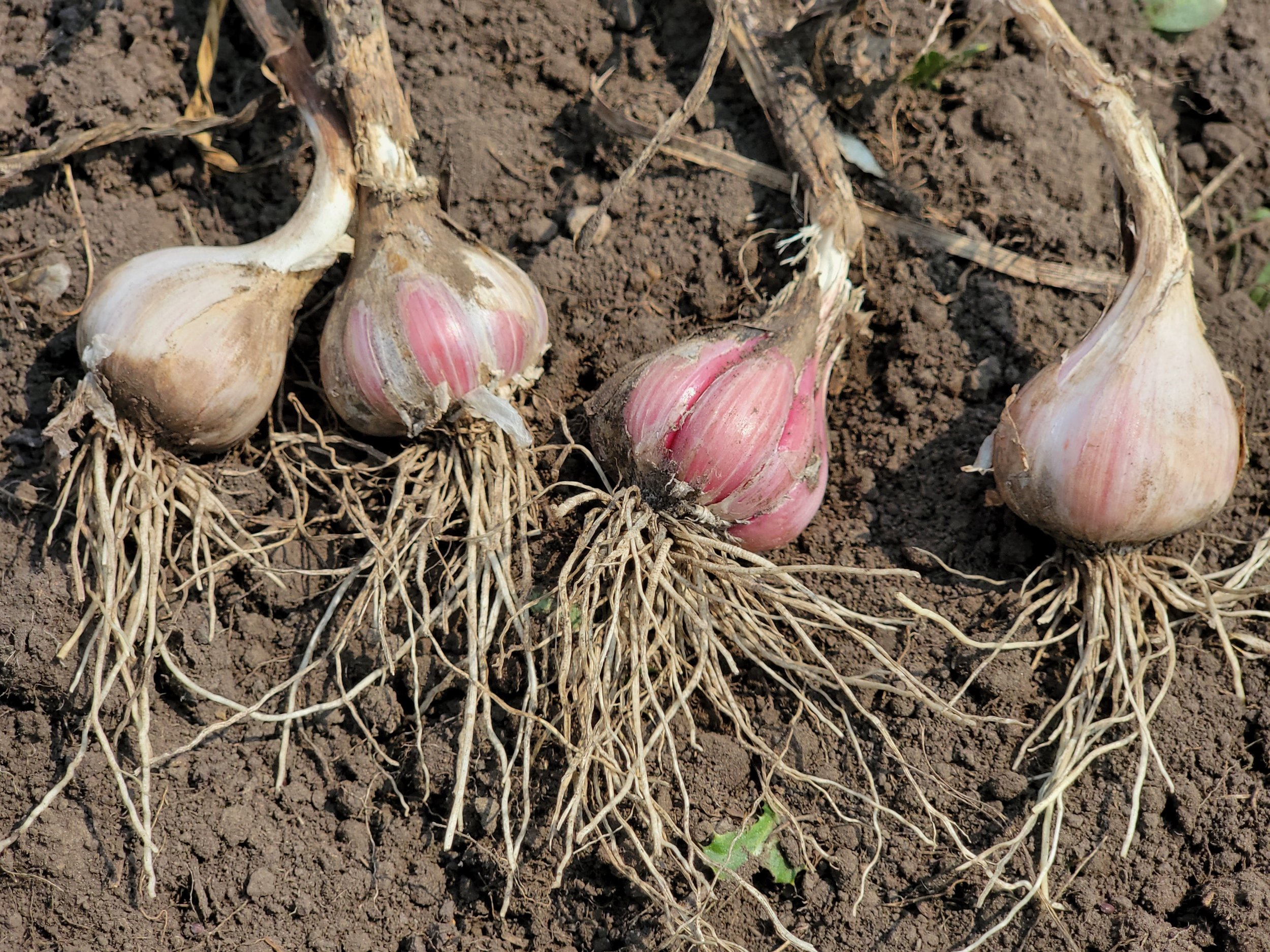 Close-up of soil with freshly planted garlic bulbs, showing the roots and partially exposed cloves.