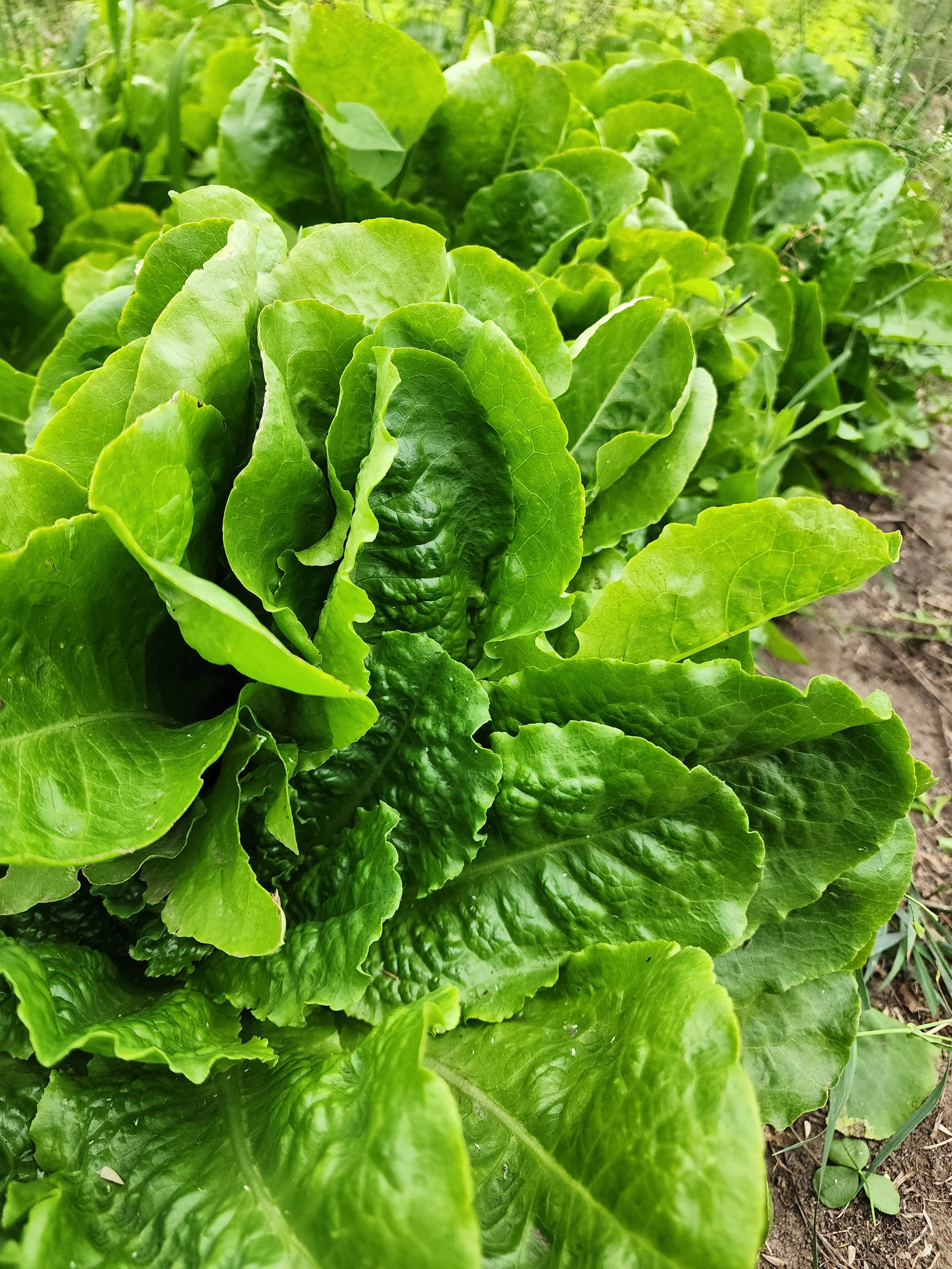 Buttercrunch Lettuce