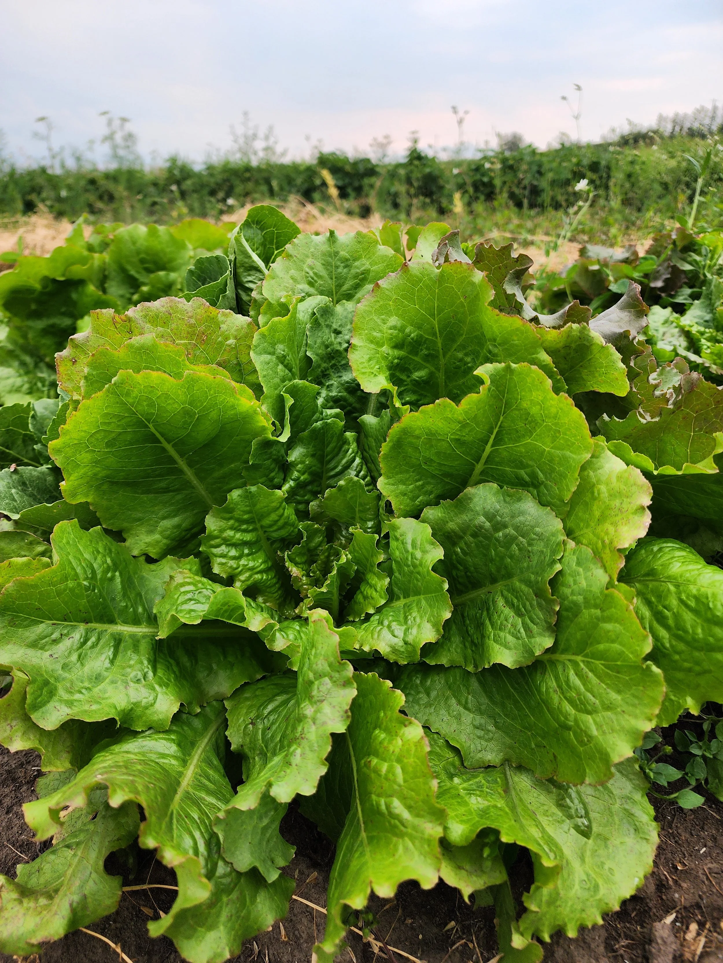 Tennis Ball Lettuce