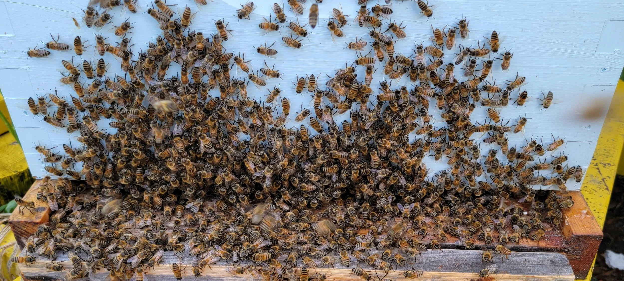 A large colony of honeybees on a white hive box and a wooden hive bottom, with some bees flying around.