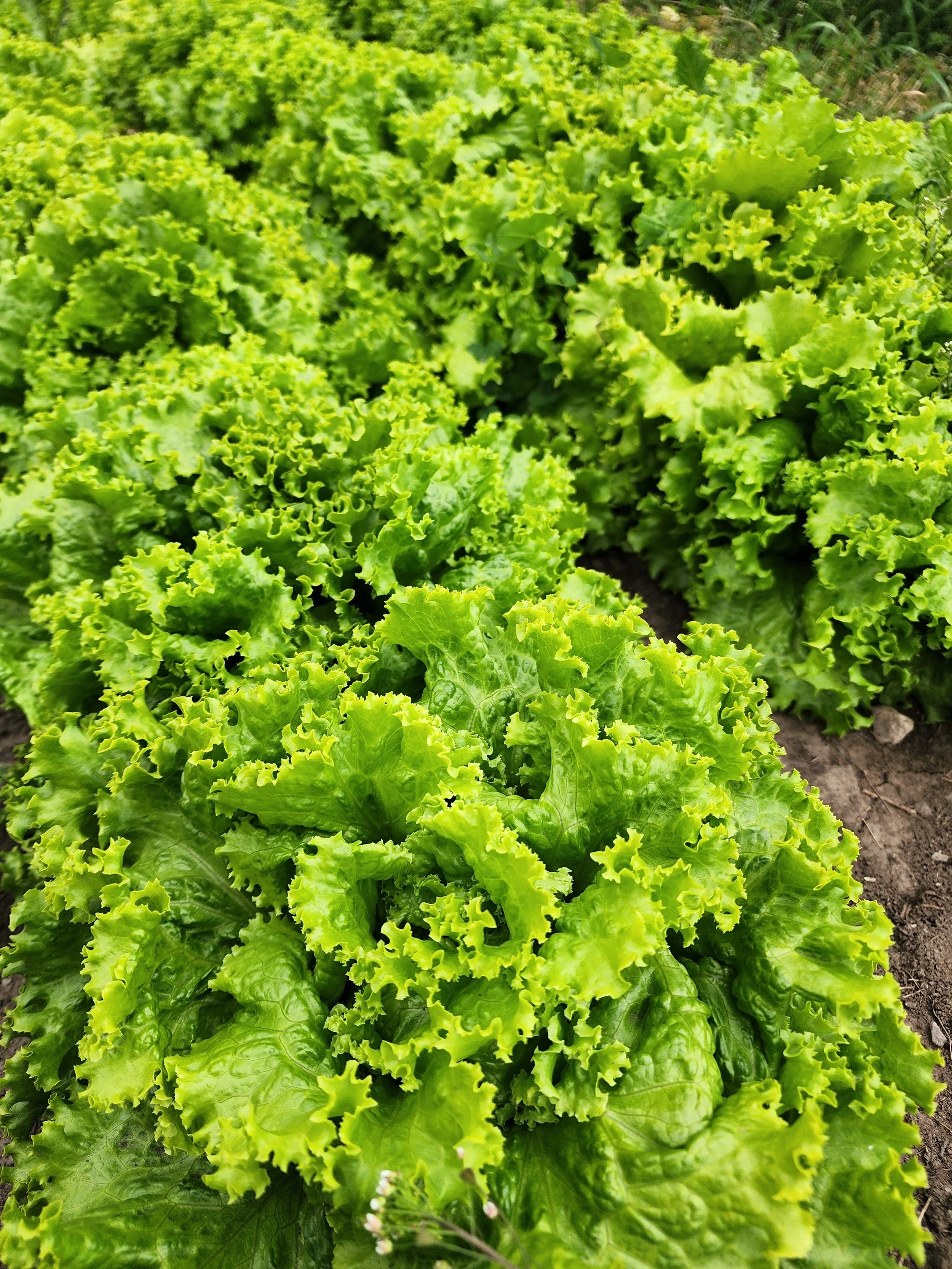 Grand Rapid Lettuce