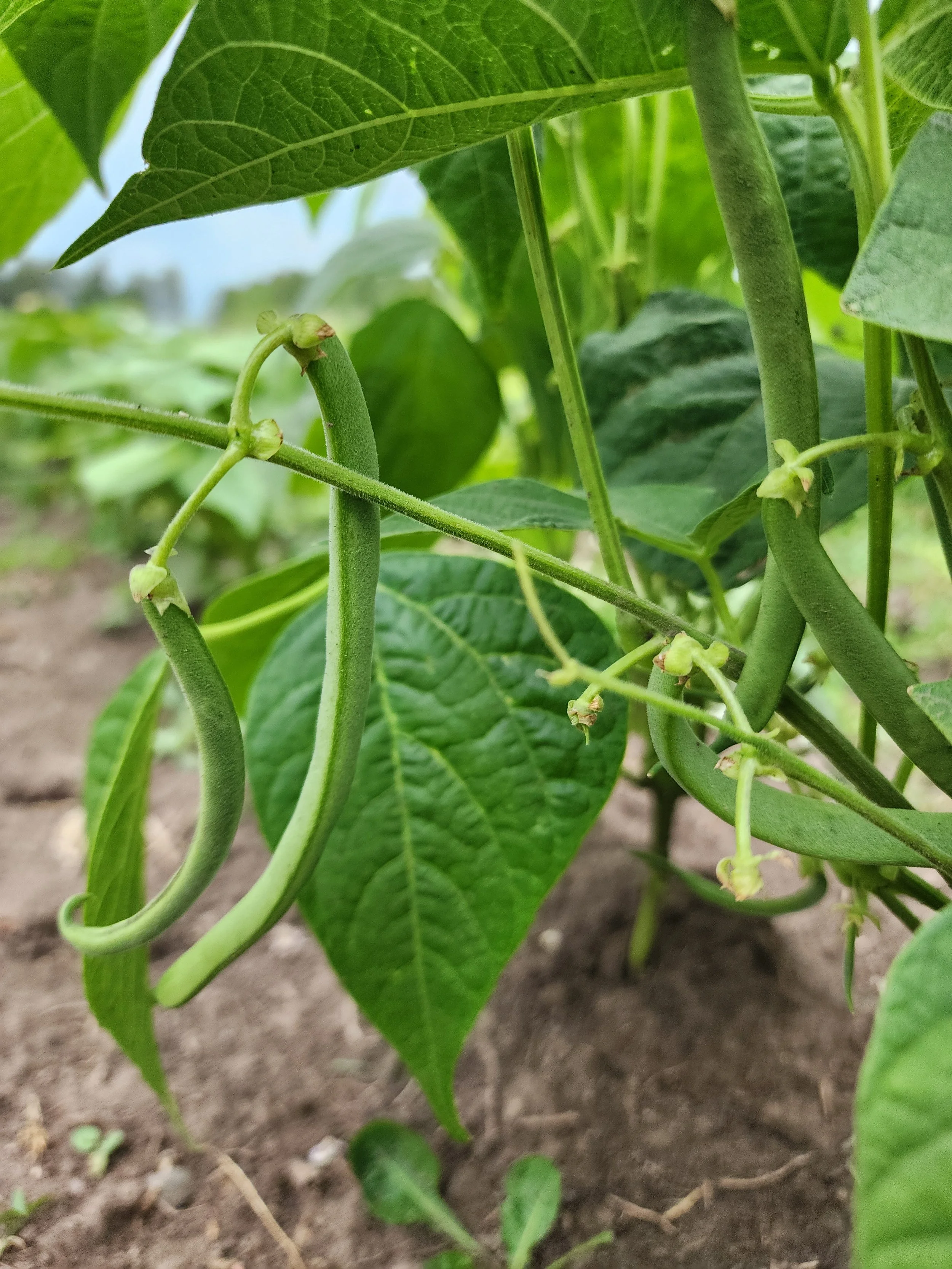Green Beans