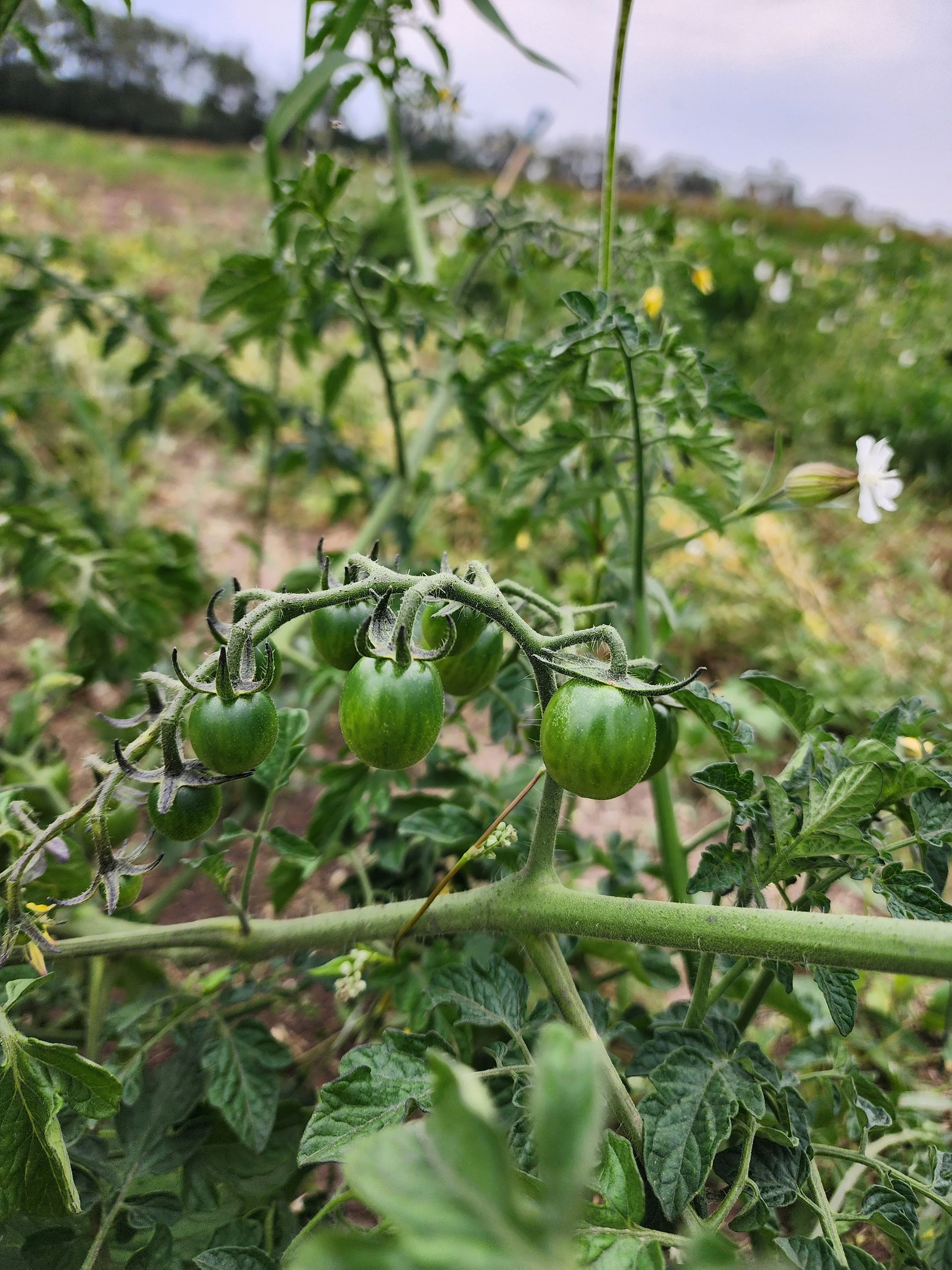 Cherry Tomatoes