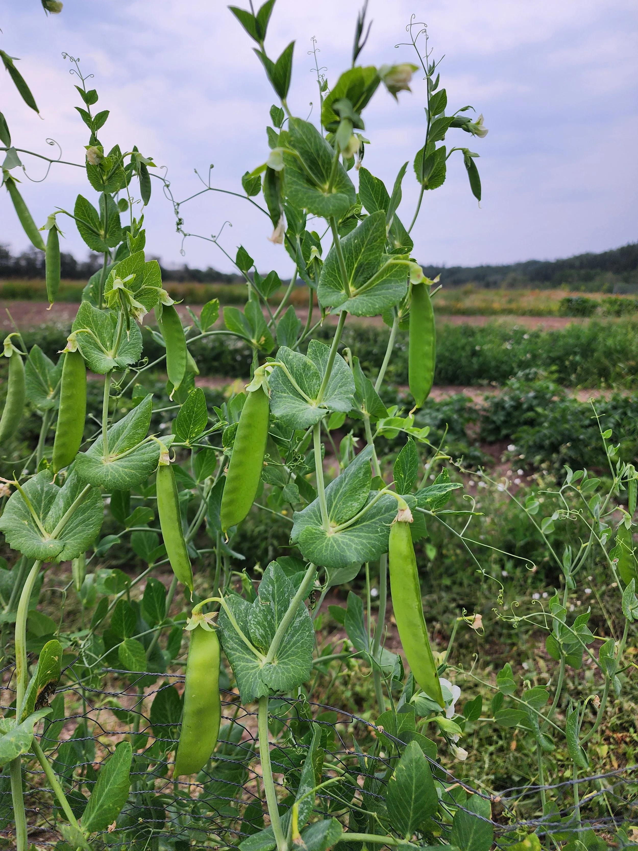 Sugar Snap Peas