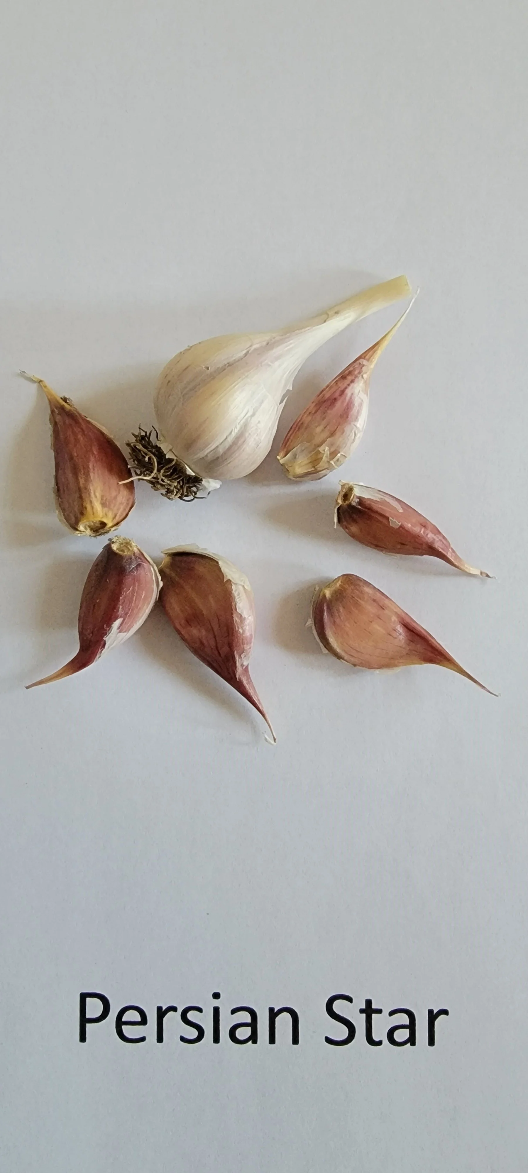Persian