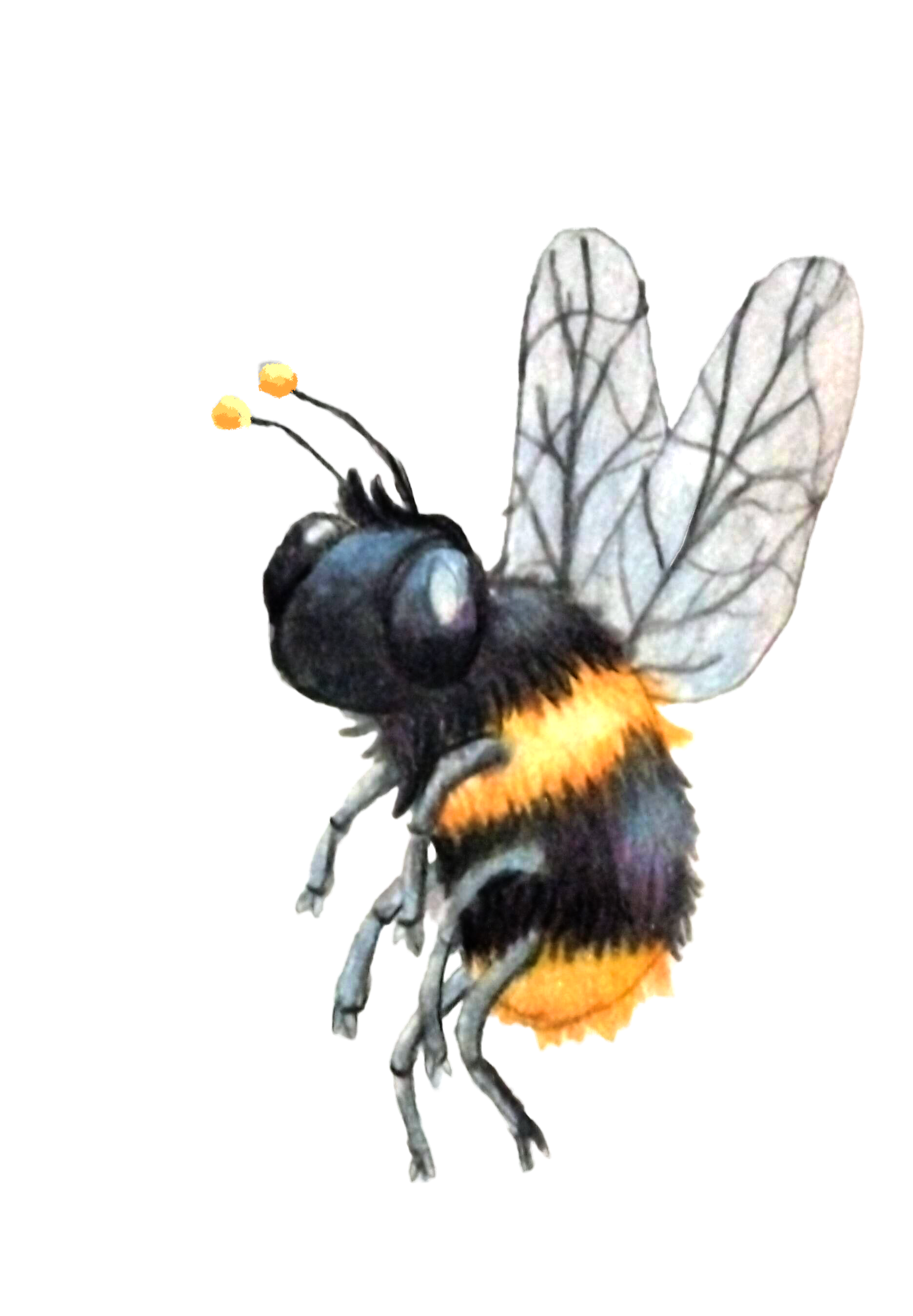 Bumble Bee