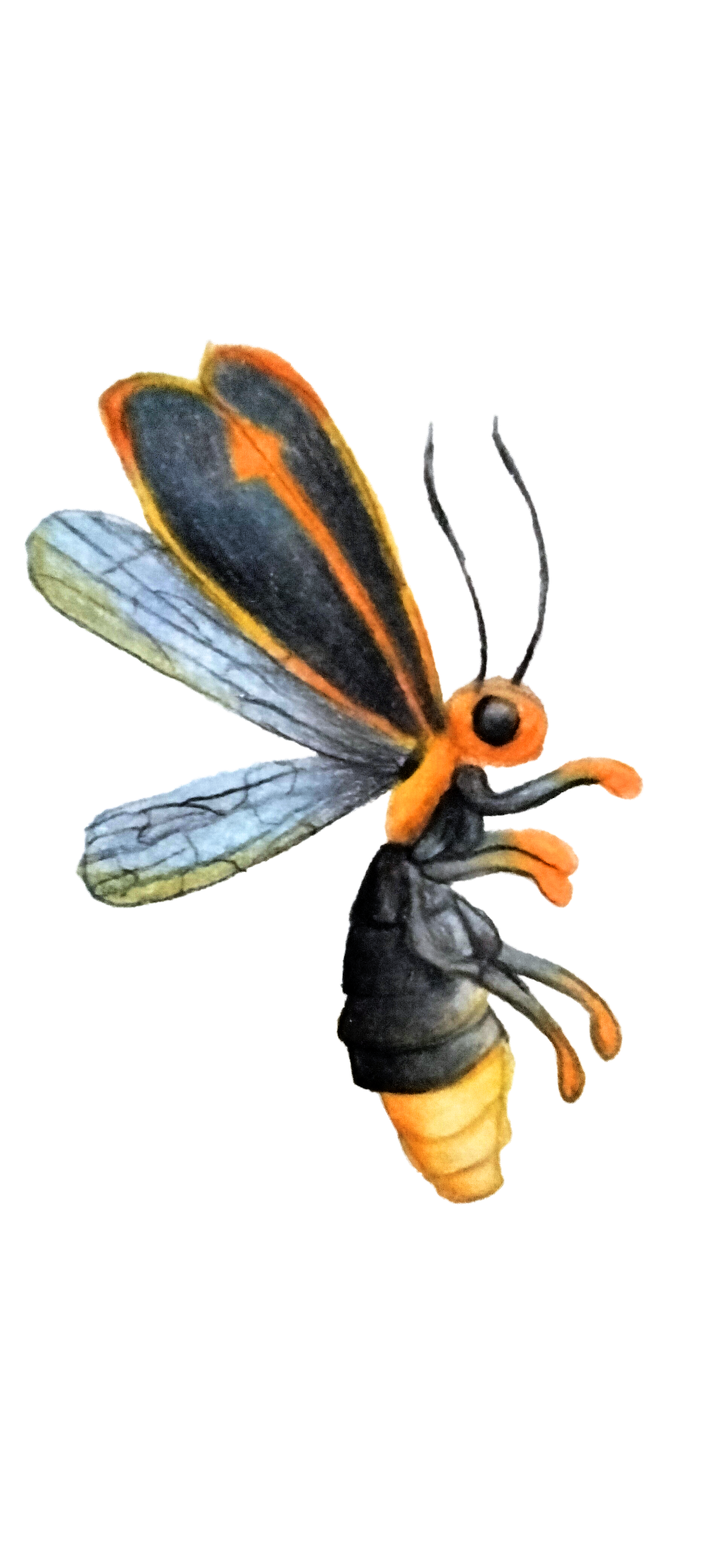 Fire Fly