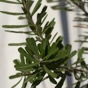 Banksia marginata