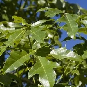 Brachychiton acerifolius