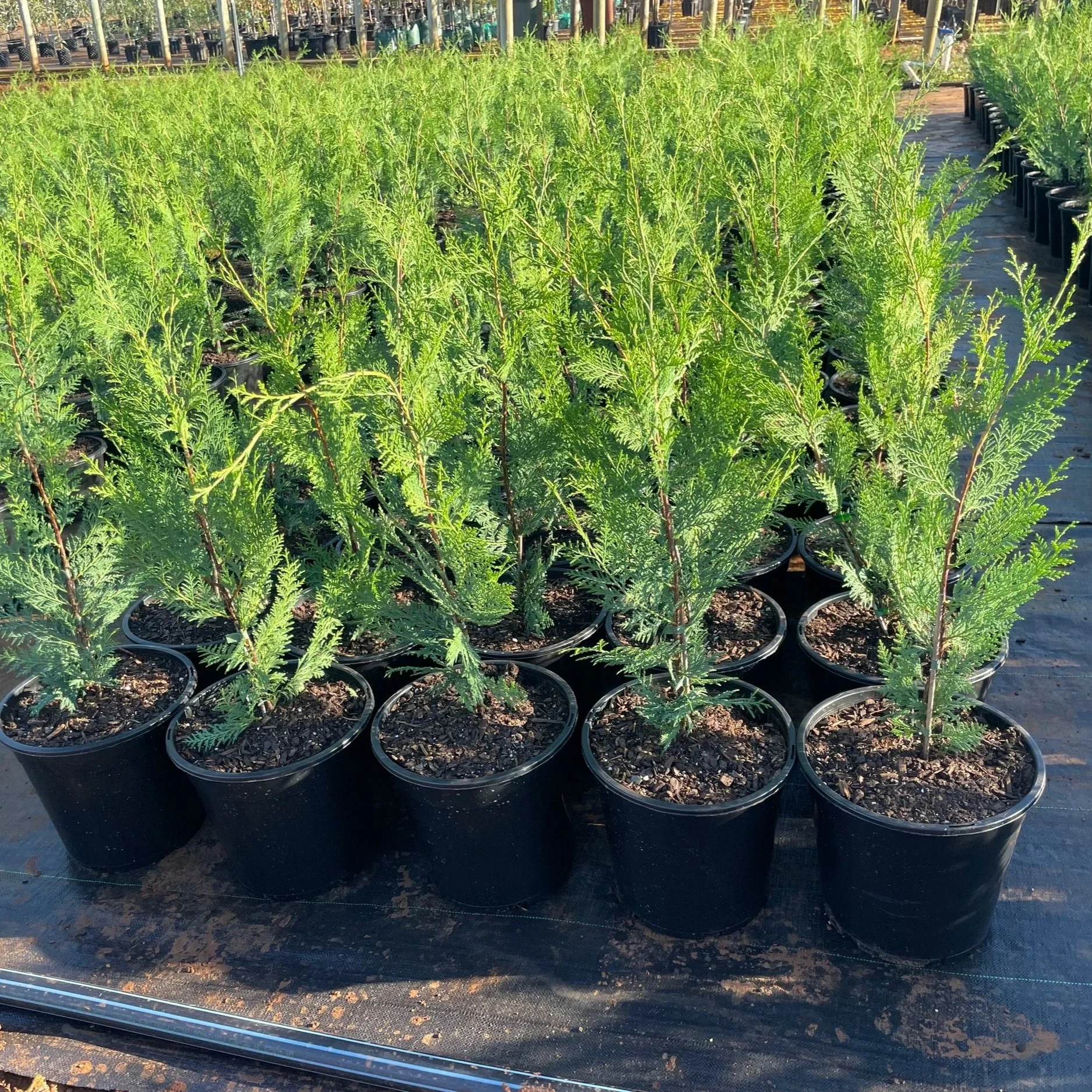 Cupressocyparis leylandii ‘Madeline’ (PBR)