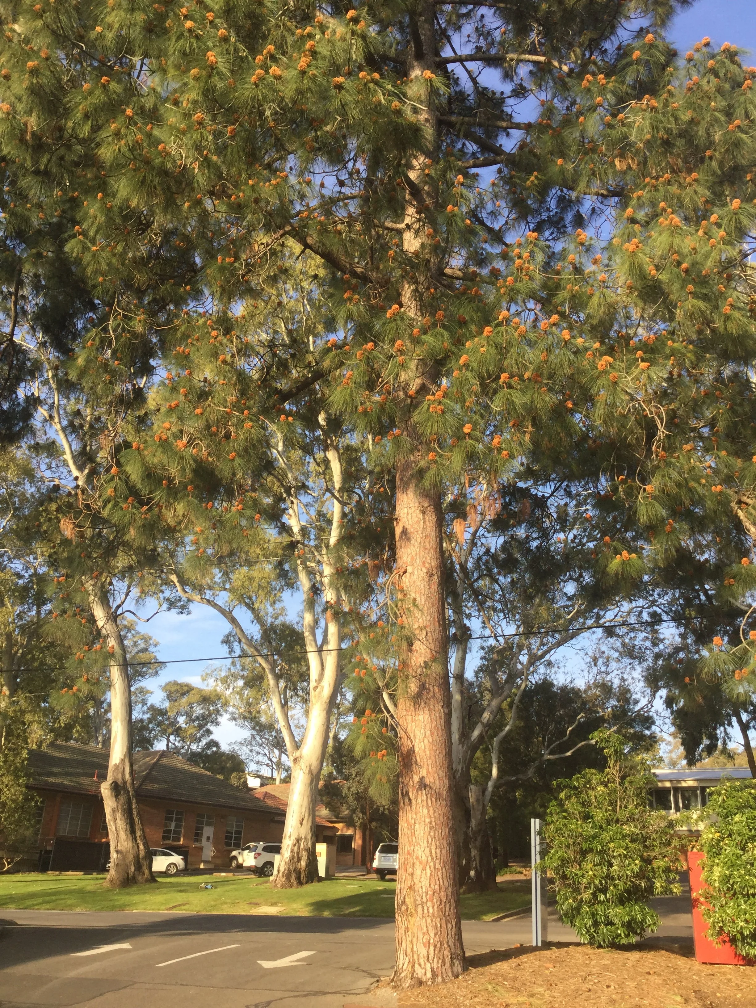 Pinus canariensis
