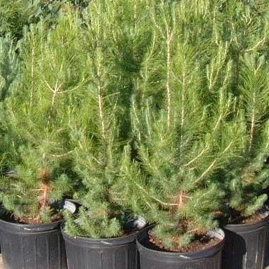 Pinus halepensis