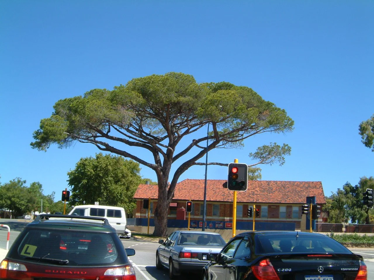 Pinus pinea