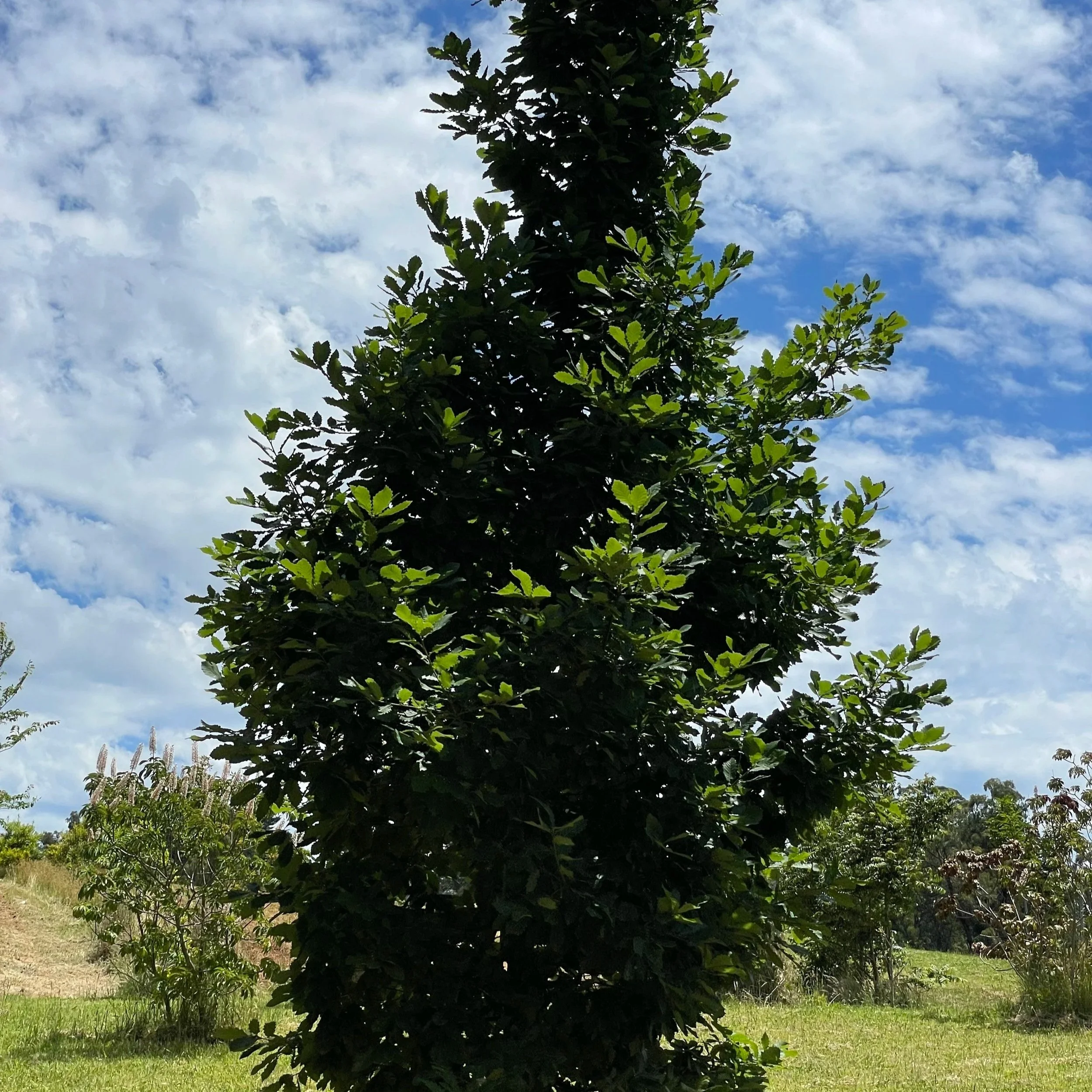 Quercus canariensis