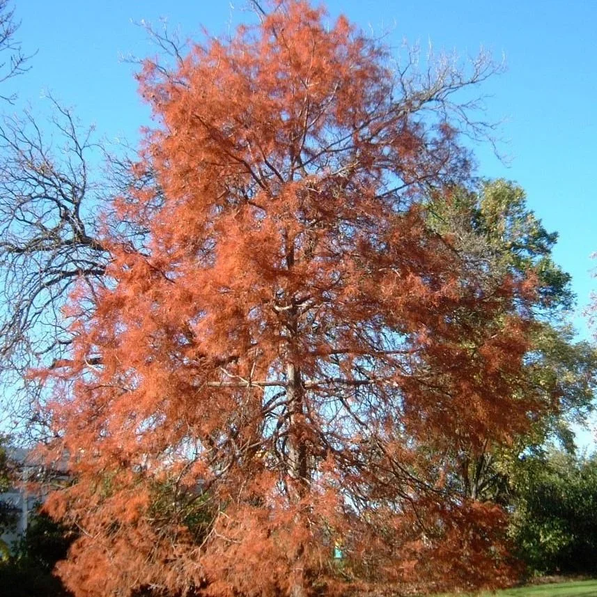 Taxodium distichum