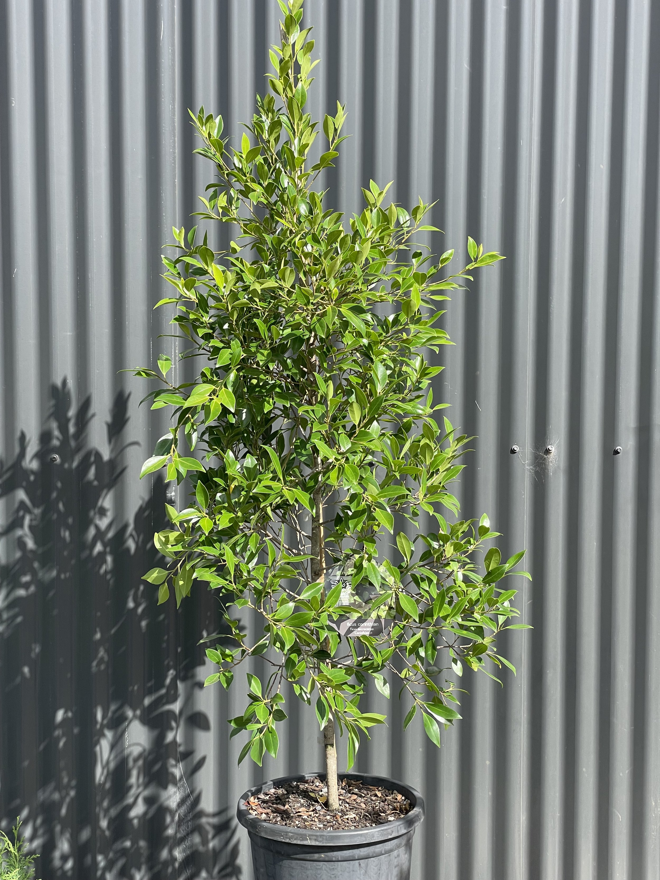 Ficus microcarpa ‘Corinthian’ (PBR)